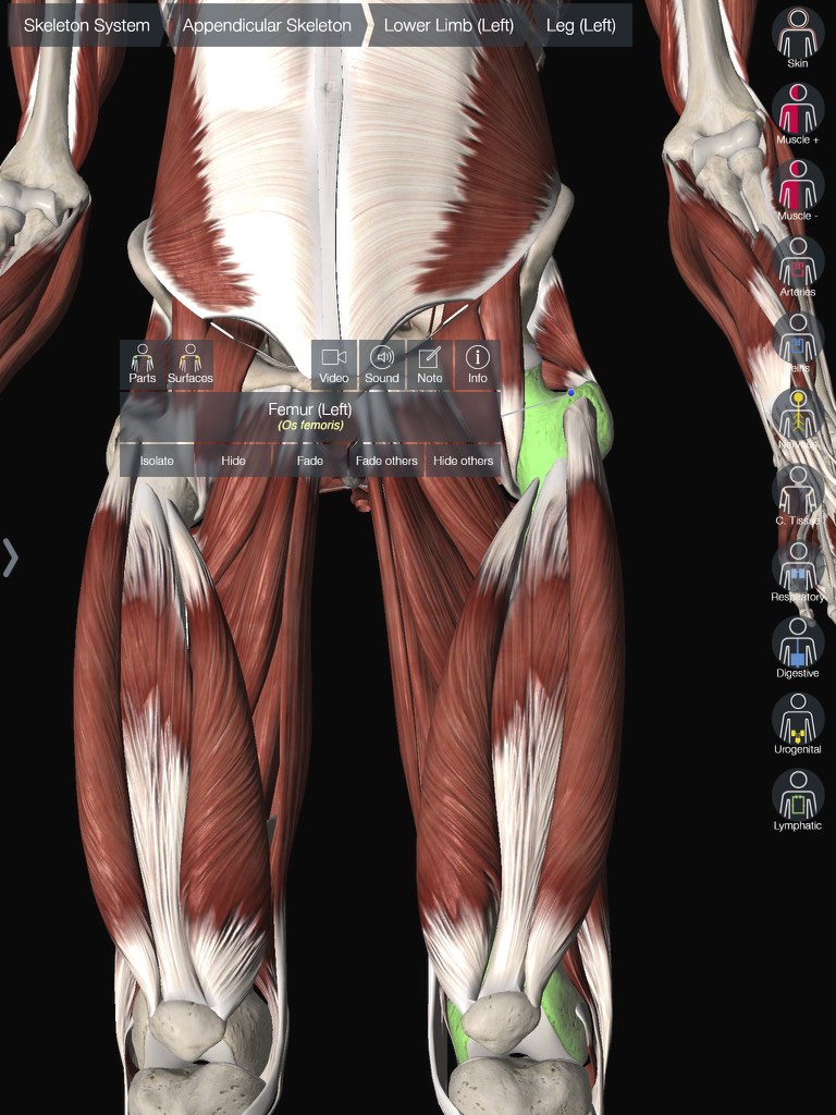 Femur