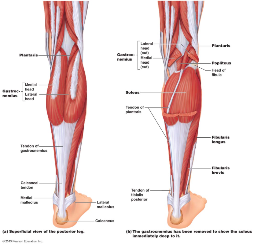 Calf Muscle Tightness, Achilles Tendon Length and Lower Leg Injury —  Mountain Peak Fitness