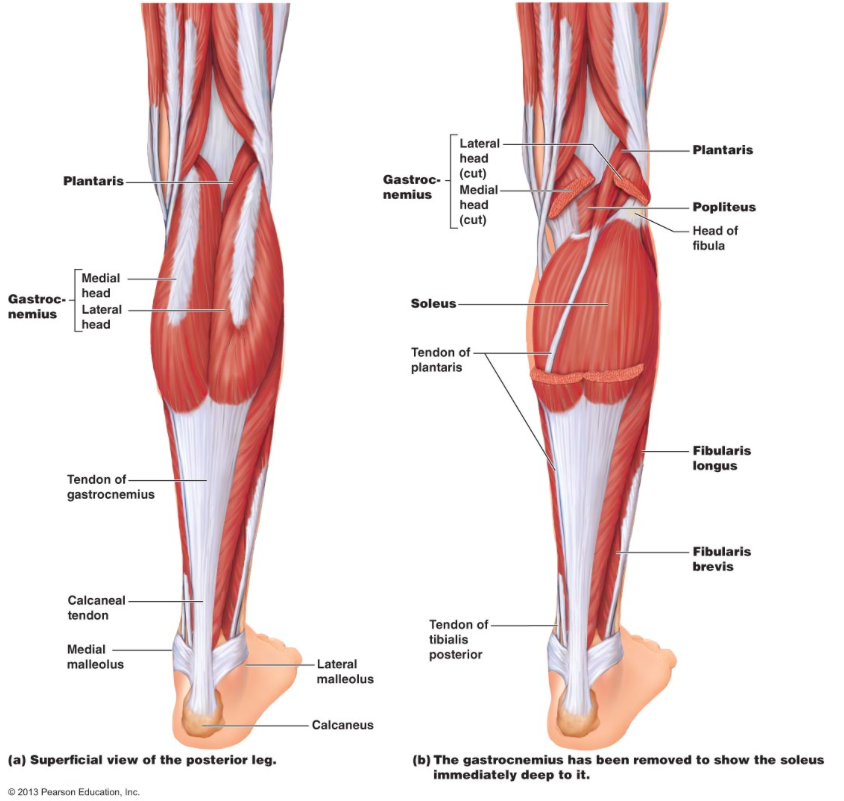 Lower Leg Muscle Chart