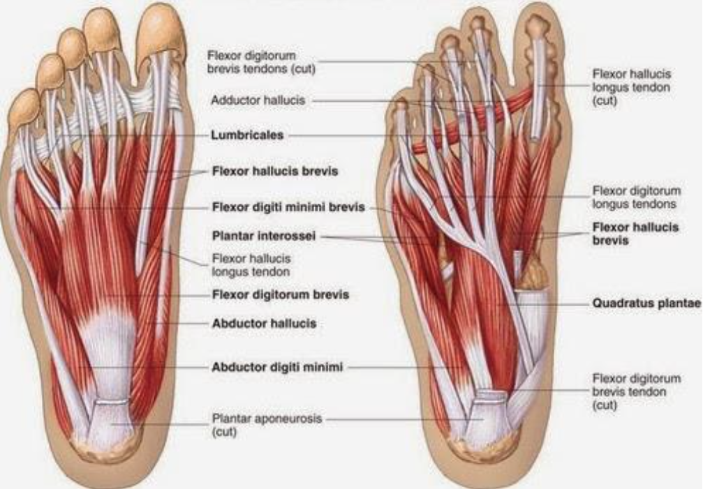 the Foot, Ankle, and Lower Leg 