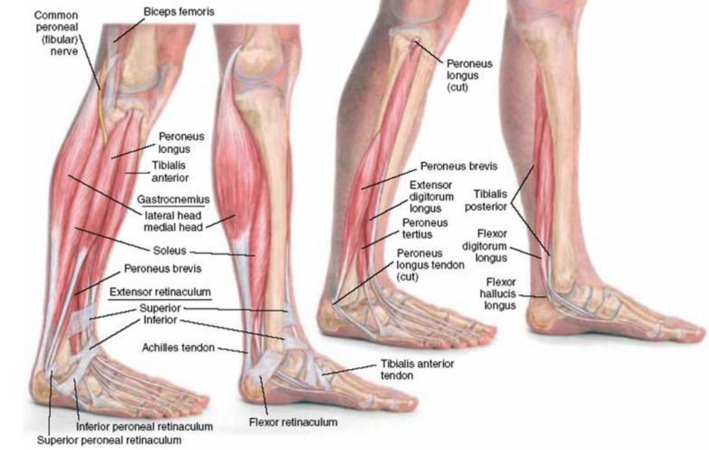 Calf muscles - Yuveo Clinic