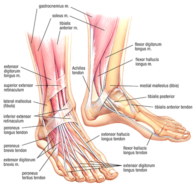 Developing Strength & Stability in the Foot, Ankle, and Lower Leg