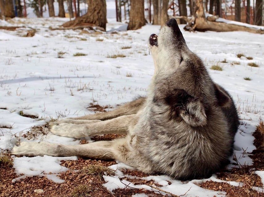 Here is an informative opinion piece from one of our athletes, Rainer Gerbatsch, &ldquo;Adapting &amp; Regaining Nature as a Partner&rdquo;. Colorado is about to welcome wolves back to the state, and ranchers are worried. Many are already calling for