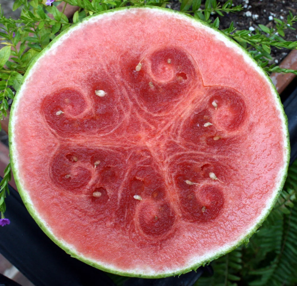 Melon.jpg