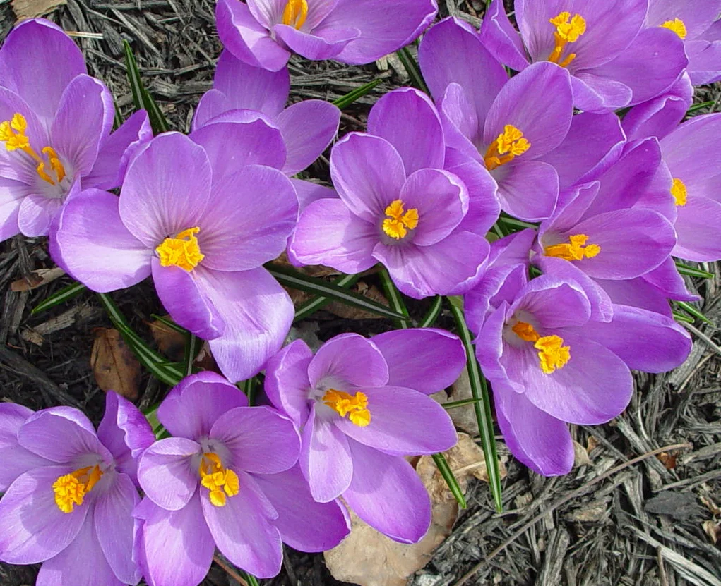 NYCcrocus.jpg