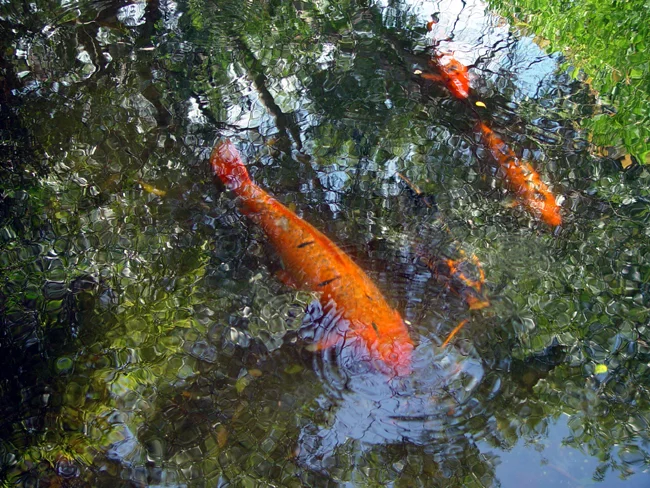 MonetWaterBig.jpg