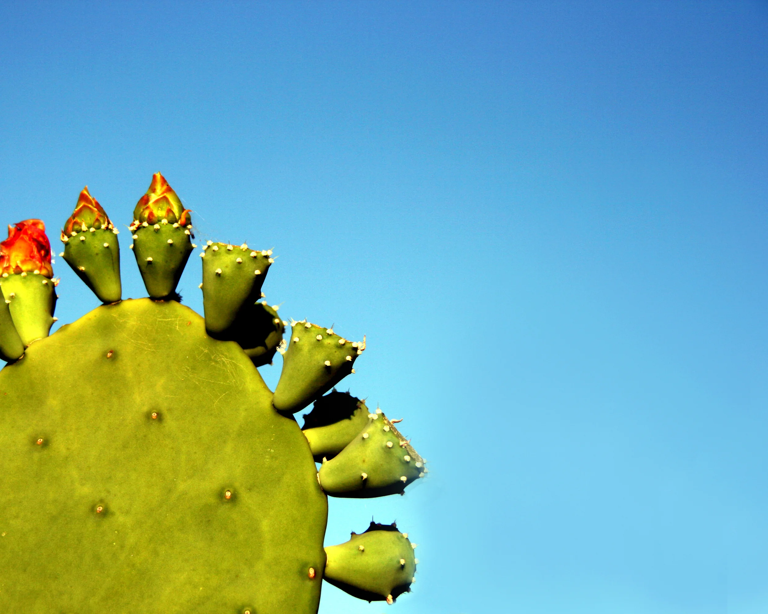 CressonCactus.jpg