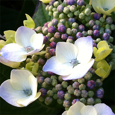 hydrangea.png