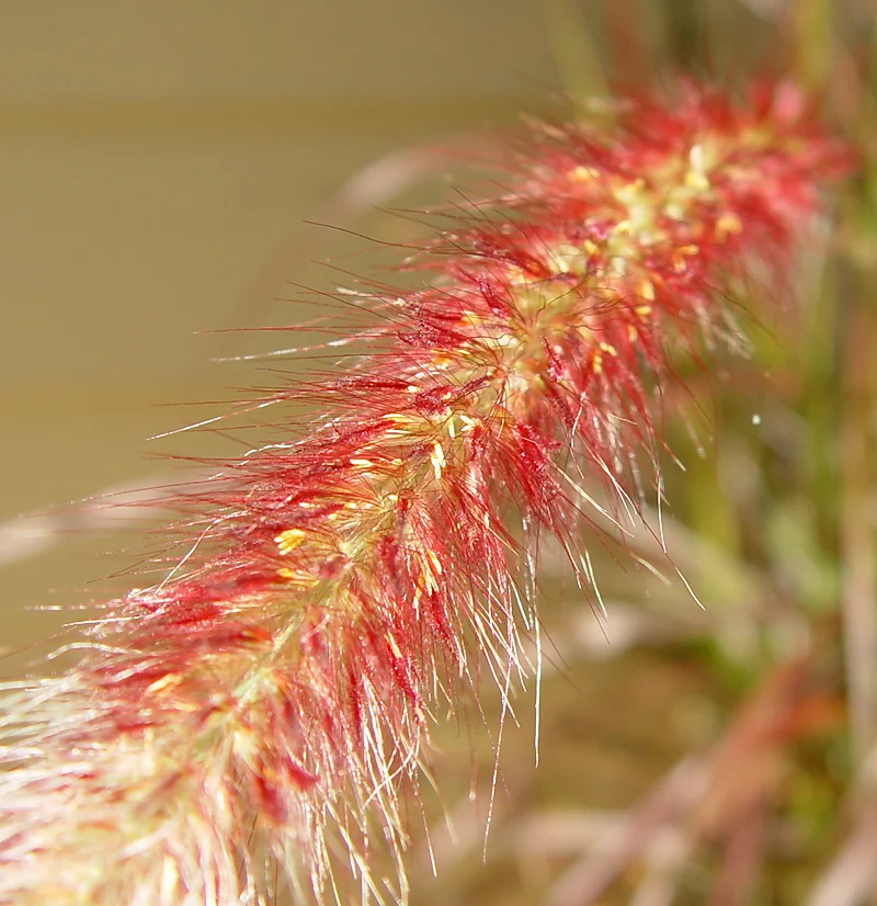 fieldgrasses.jpg