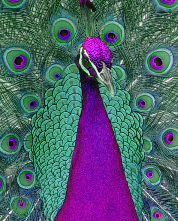 Peacock4.jpg