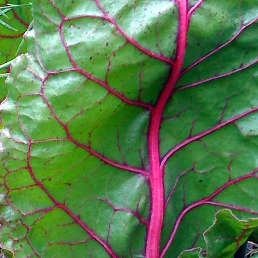 SwissChard.jpg