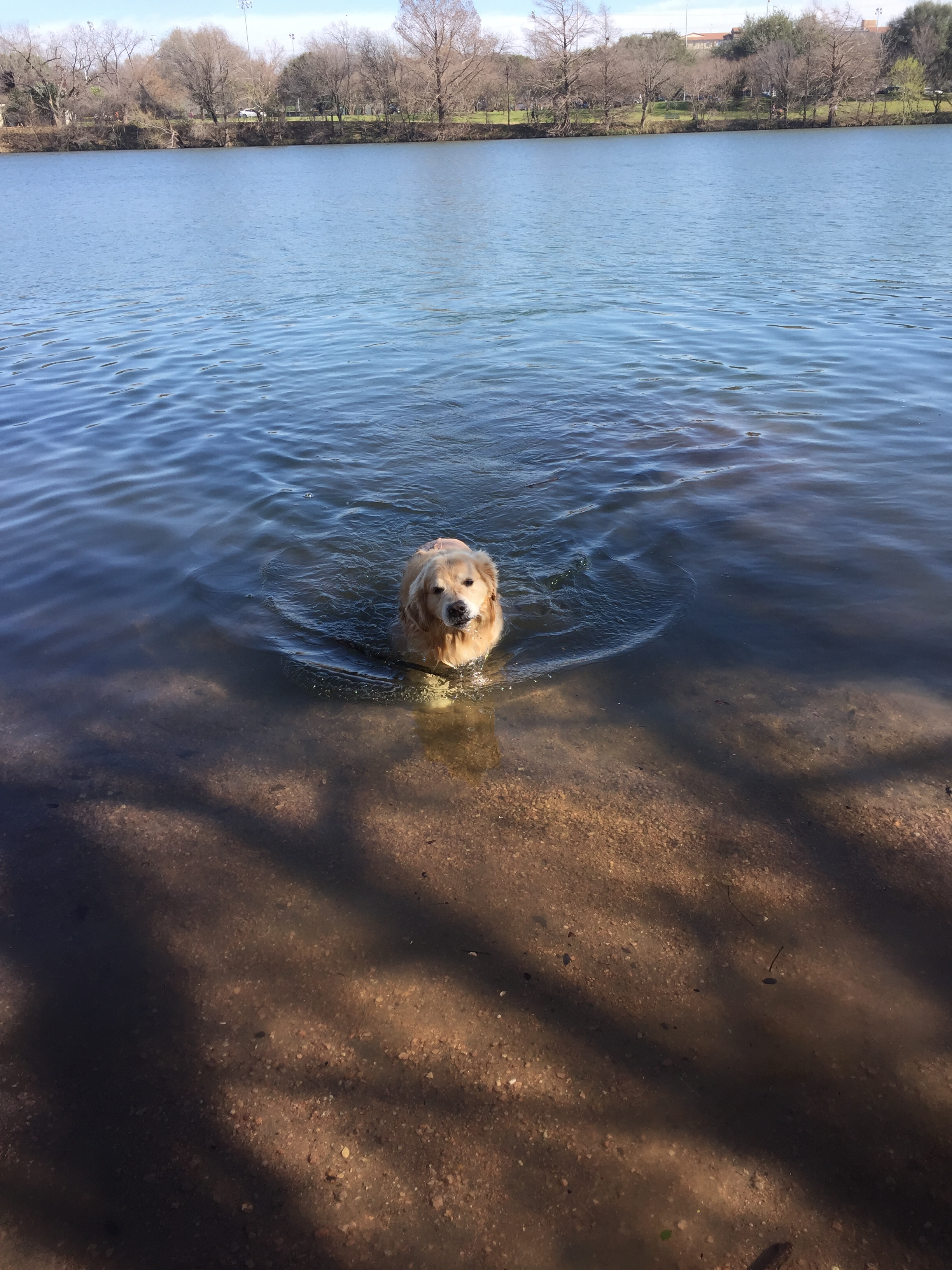 Charlie at Ladybird Lake in Austin.