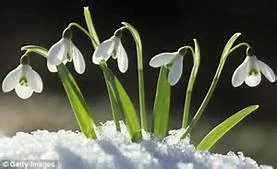 snowdrop.jpeg