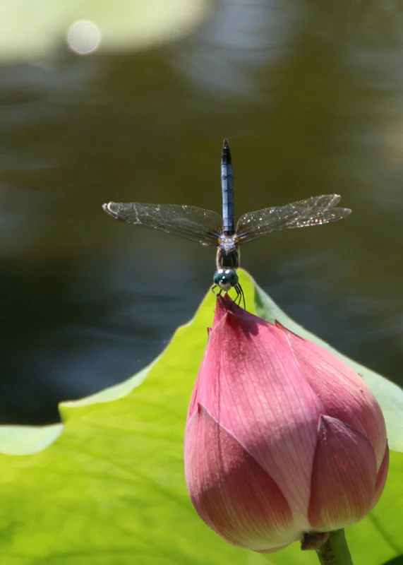 The stillness was beautiful, and even the dragonfly was appreciative!