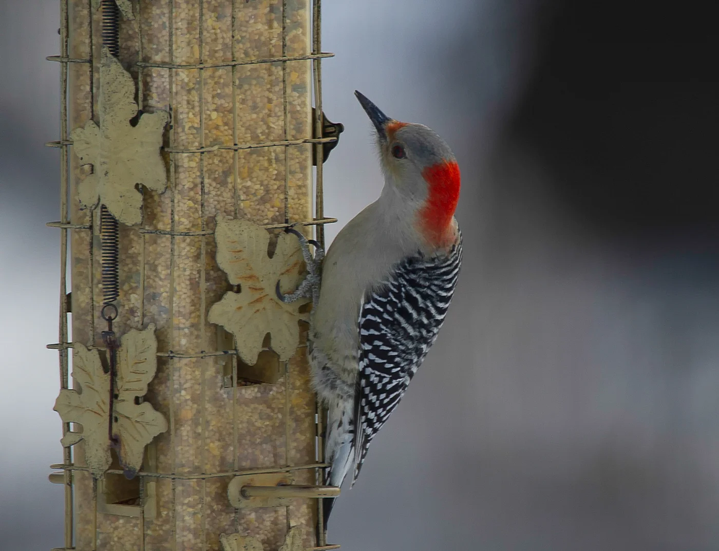 Wildlife-3.jpg