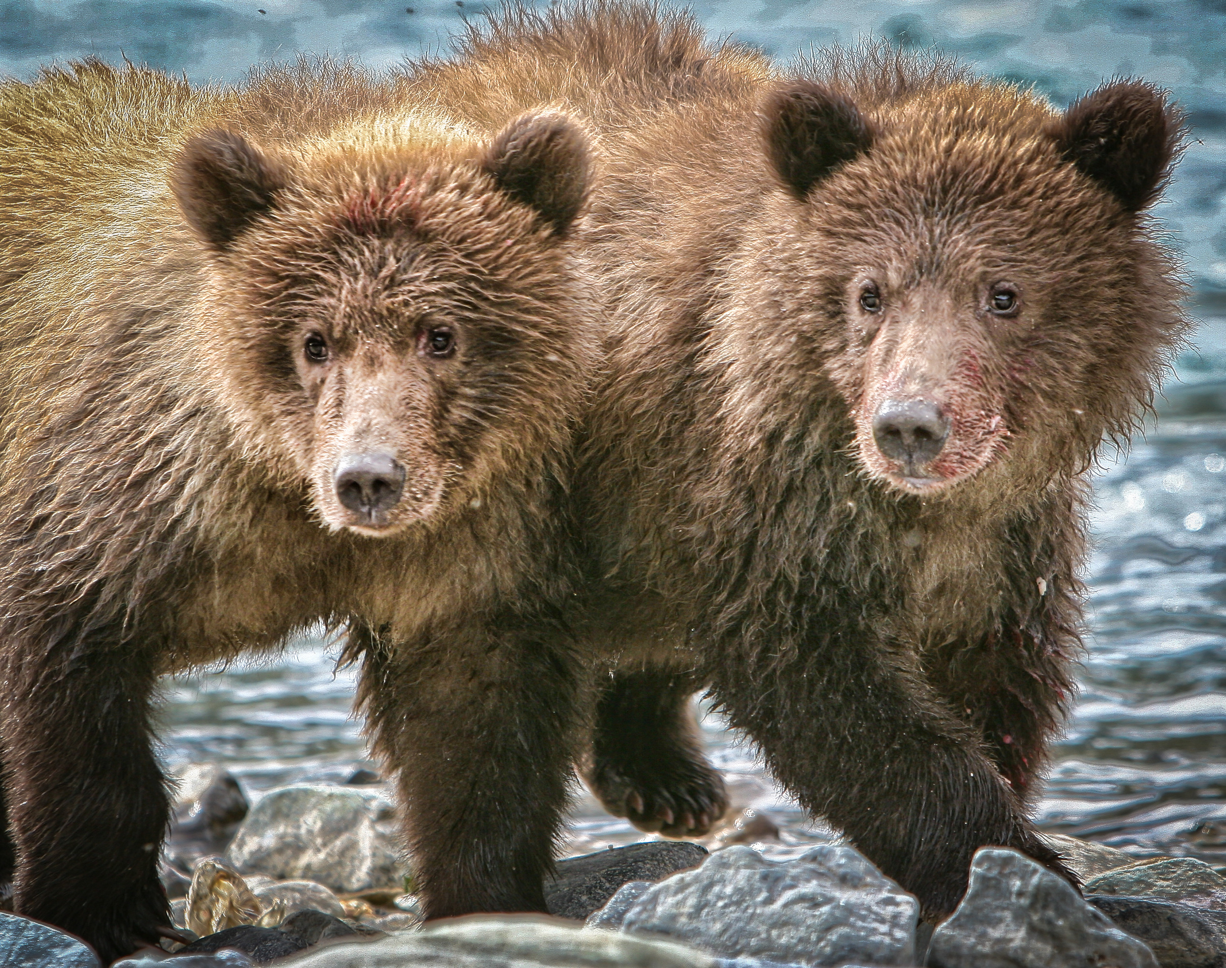 Alaska Bears-122.jpg