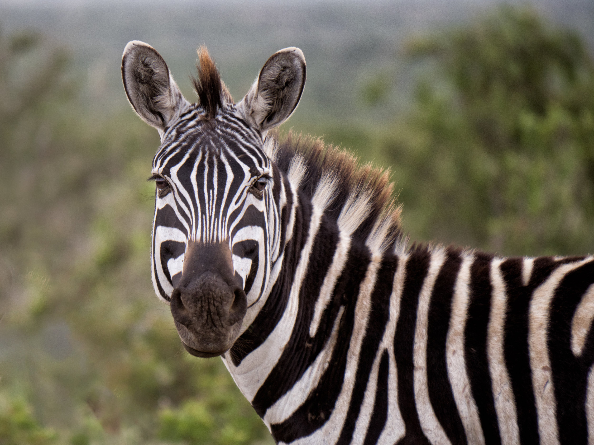 Grevy's zebra 1.jpg