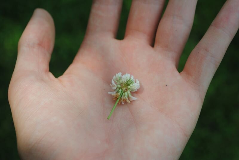 Flower in Hand - nick-small.JPG