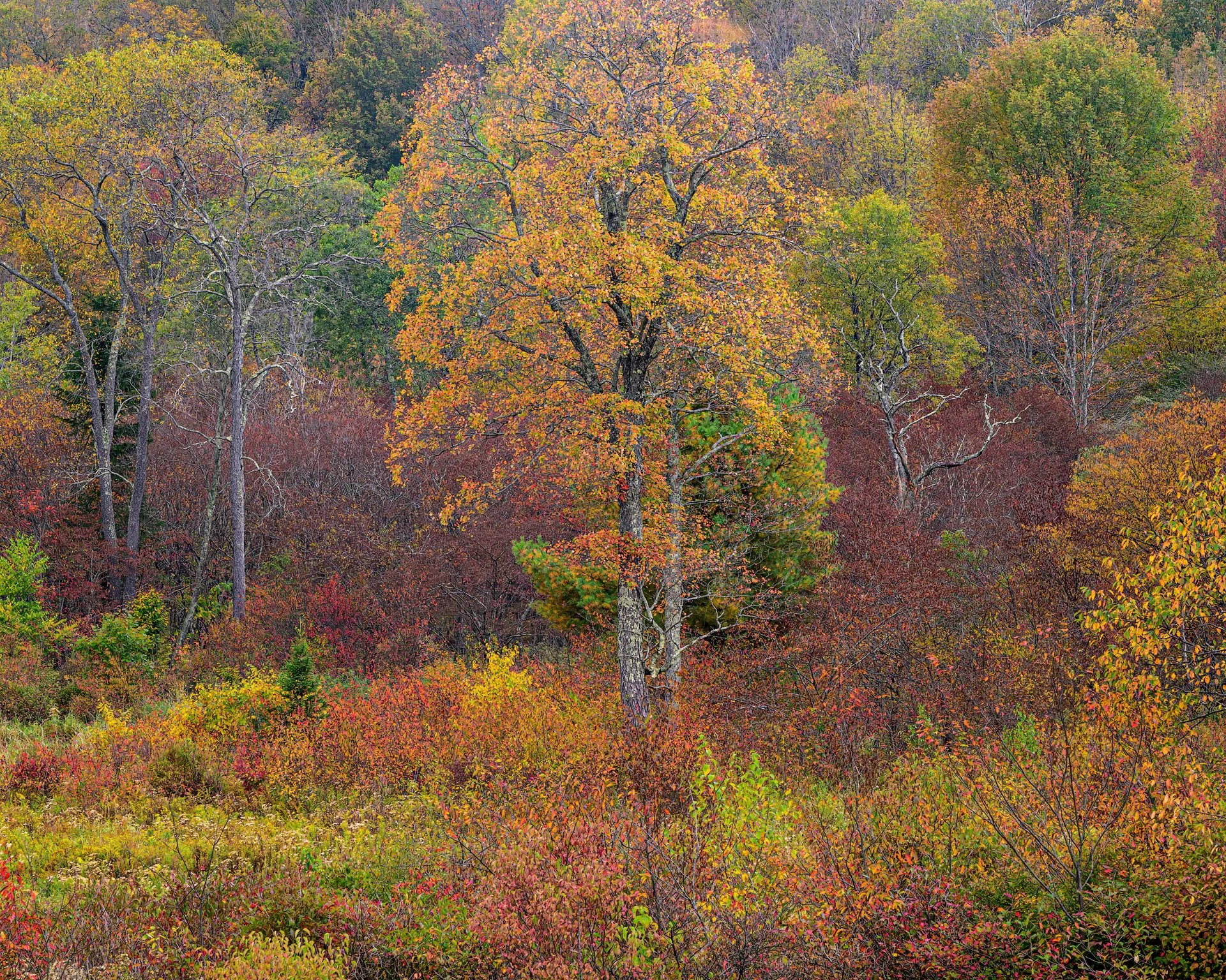 N005787.jpg