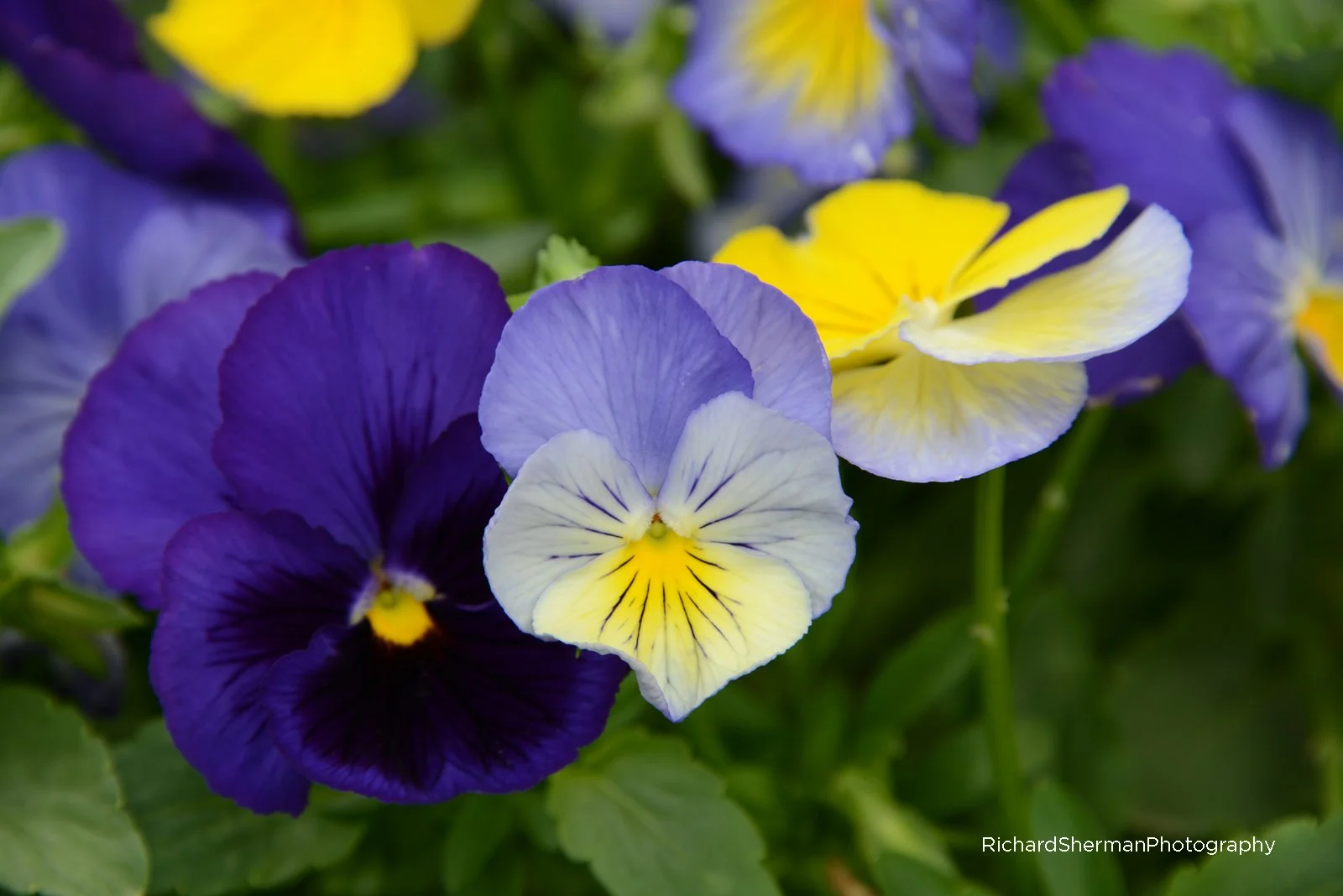 DSC_6715_RSherman_small watermark.jpg