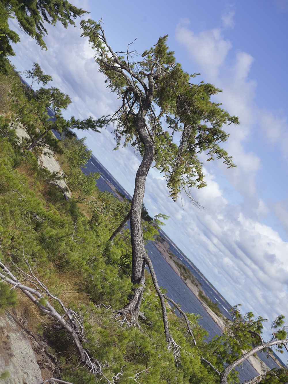 Detail of “Tree Corrections,” by Andrew Wright at Ottawa Art Gallery. (Photograph by Andrew Wright.)