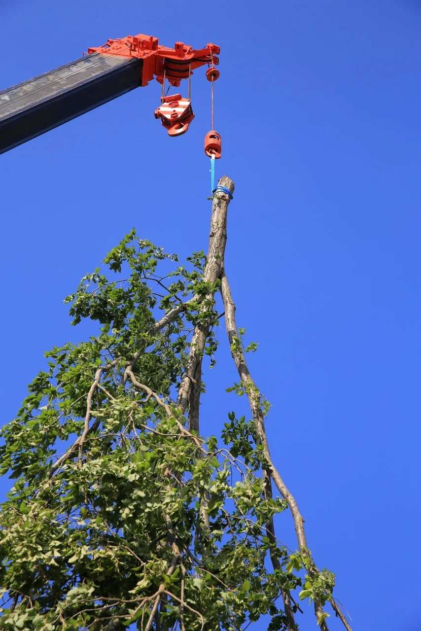 The Photograph: Suspended Tree, (detail) 2016.