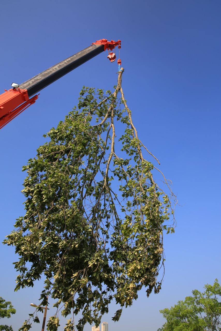 The Photograph: Suspended Tree (detail), 2016