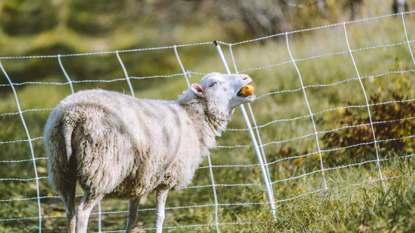 SILVOPASTURE Series: @meadowfedlamb 

&ldquo;Finn are an amazing dual purpose sheep for fiber and meat. They are pretty small stature which is great for silvopasture because they can&rsquo;t eat too high and their fiber is stunning for hand spinning 