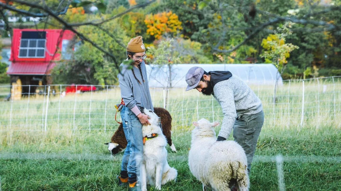 SILVOPASTURE Series: @meadowfedlamb 

Rachel and Matt run their silvopasture operation alongside a co-operative group of growers at Preservation Orchards in Hadley, MA. Beneath the cider apples, heartnuts, chestnuts and other tree crops they raise Fi