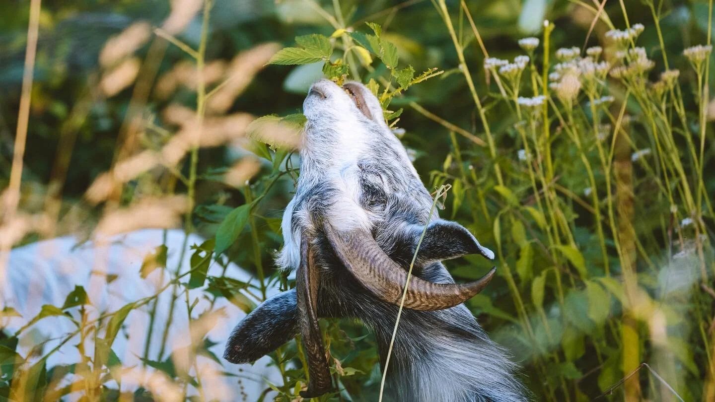 SILVOPASTURE Series: @apple_creek_abby 
&ldquo;If you&rsquo;re going to have a forest you&rsquo;re going to have edges which can be undefined. We have alot of bittersweet and rose that came in after we opened up this forest along these edges. The cas