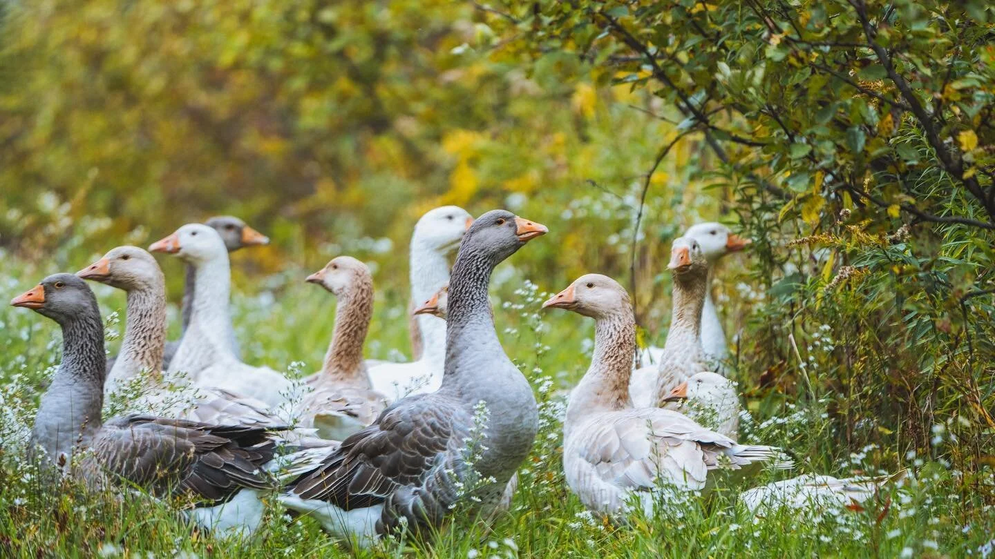 SILVOPASTURE Series: @redbyrdcider 
&ldquo;Most of our apples go into hard cider and more recently kombucha. Grazing in with the trees is a great way to fertilize your orchard and improve the soil quality while providing good forage. Apple tree shade
