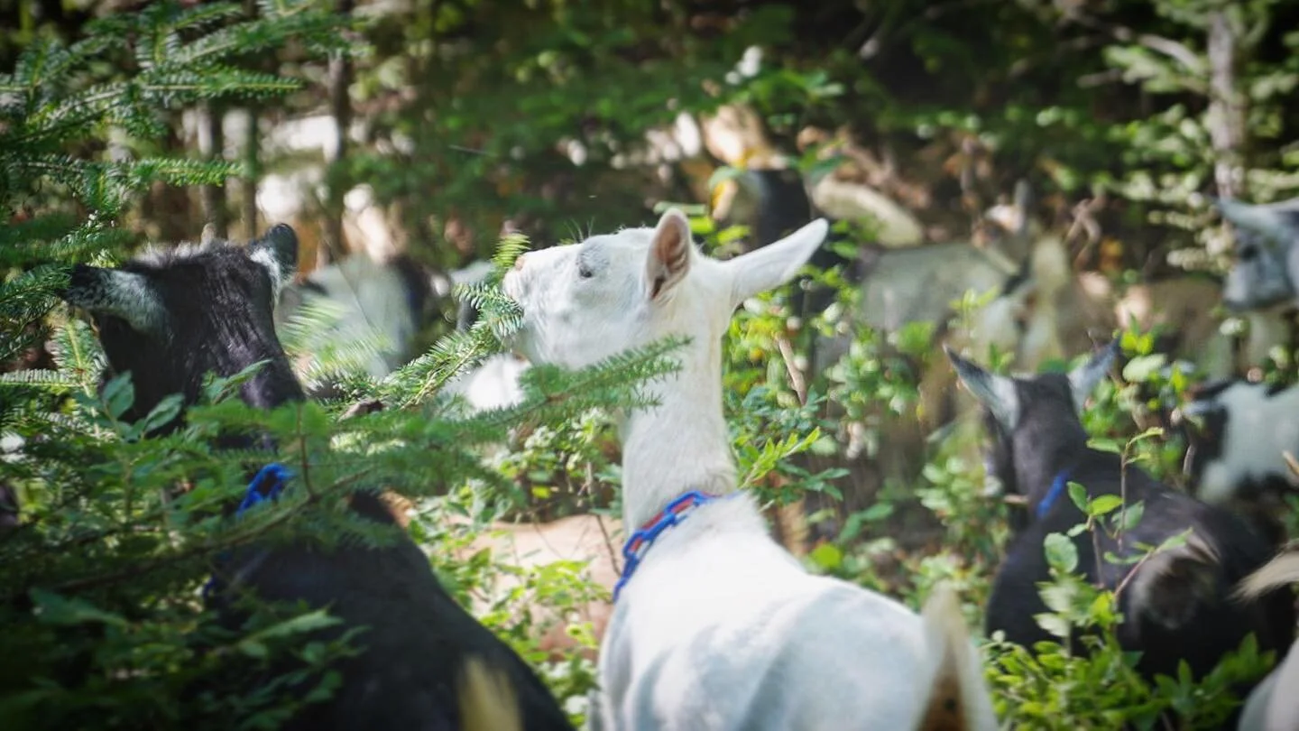 SILVOPASTURE Series: @painted_pepper_farm 
&ldquo;Goats prefer to browse so they love eating woody growth in the forest. With this drought this summer the grasses are really struggling but the goats can browse the deep rooted woody plants that are do