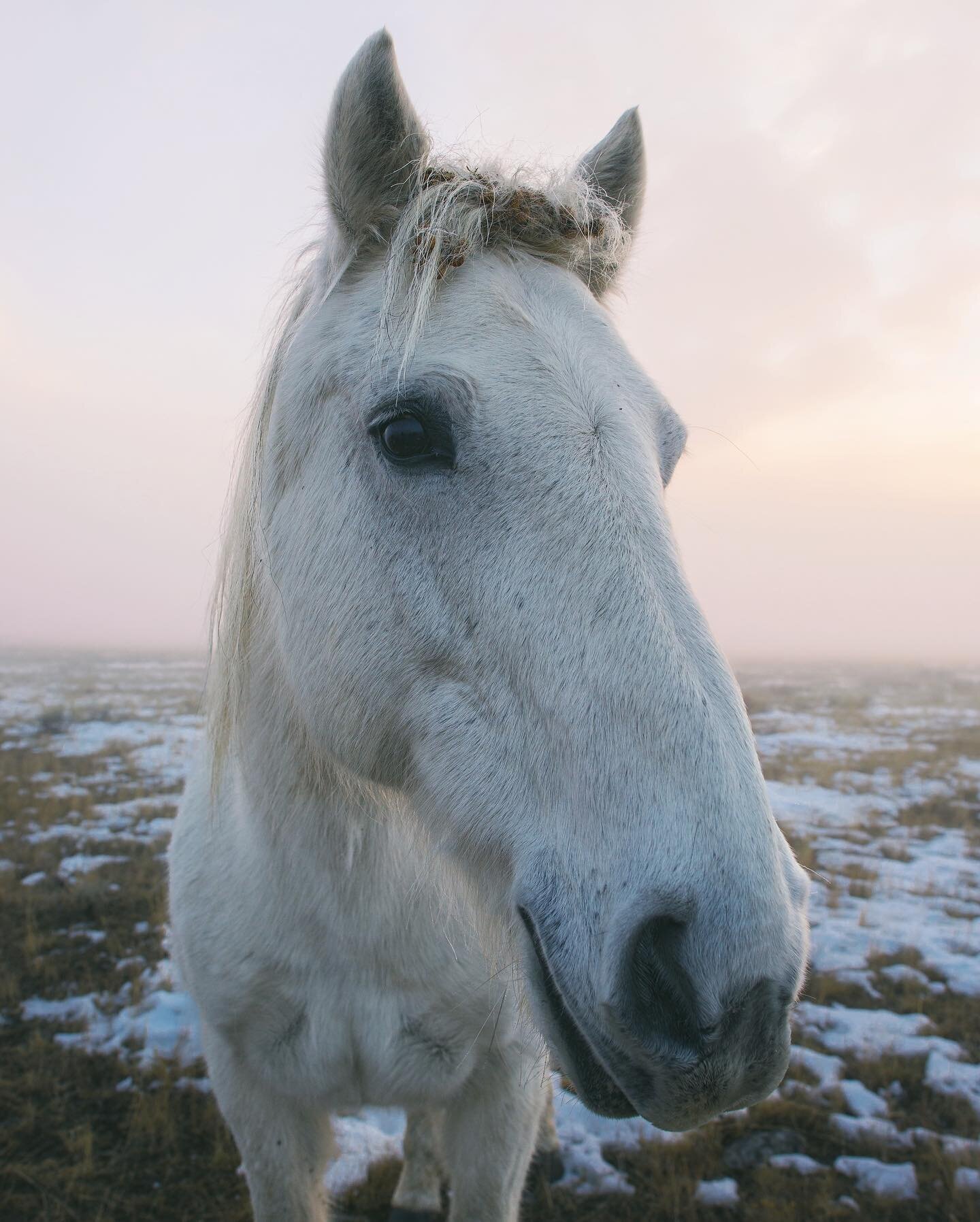 What kind of bread do horses like to eat? 
.
.
.
Thoroughbred.

*high-fives self&hellip;.

#visualscollective #thegreatoutdoors #ourcamplife #mountainlife #ourplanetdaily #artofvisuals #wildernessculture #beautifuldestinations #Roamtheplanet #discove