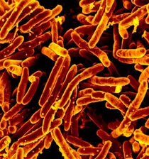 Are Disease Pathogens the Work of God or Satan?