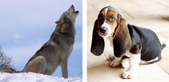 At every point in that development from wolves to dogs you can be sure highly intelligent selective breeding was involved.