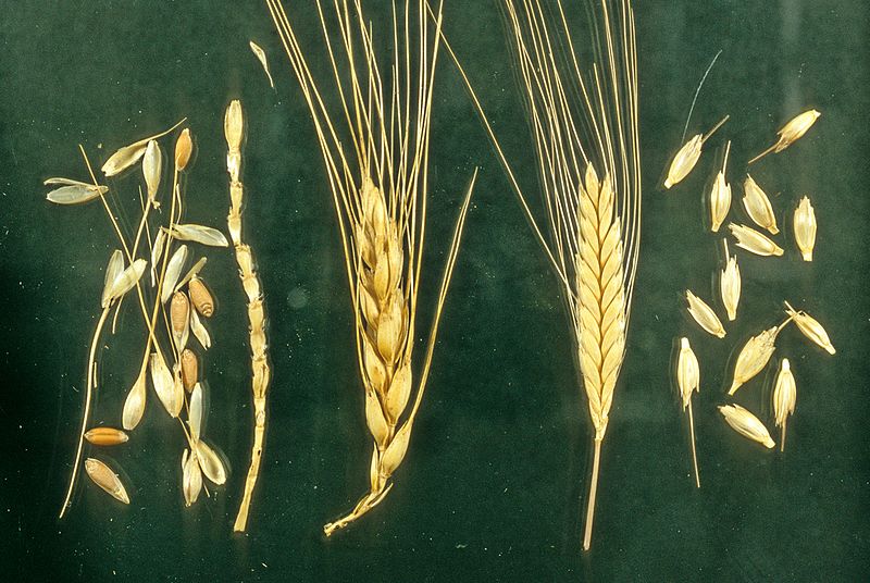 Staples like wheat, corn, rice, and potatoes "evolved" from almost inedible forms of plant life.