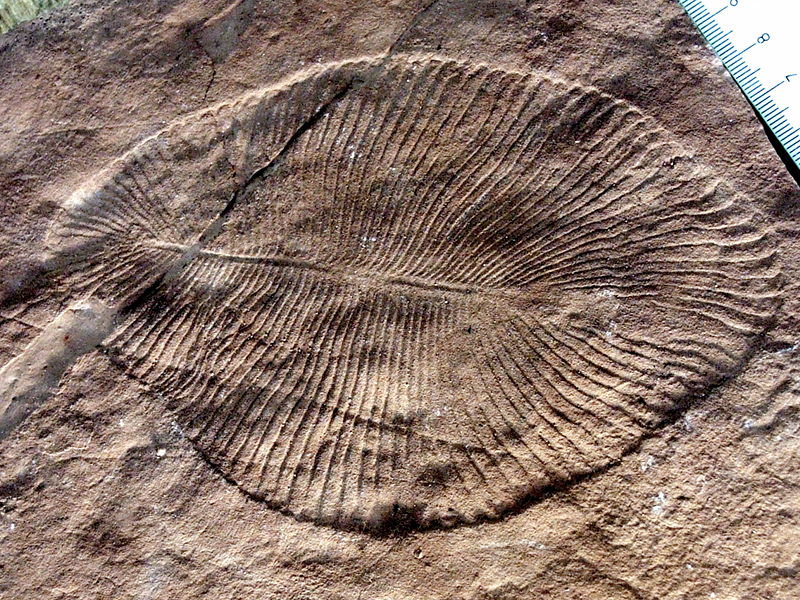 Dickinsonia costata , an iconic Ediacaran organism from the Cambrian period.
