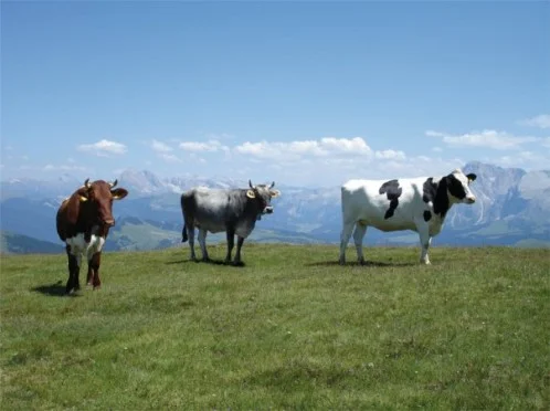 holy cow