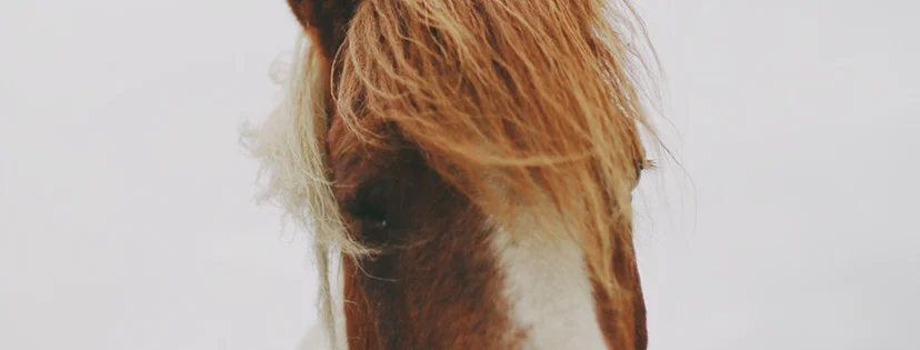 facebook_cover_828x315px3.jpg