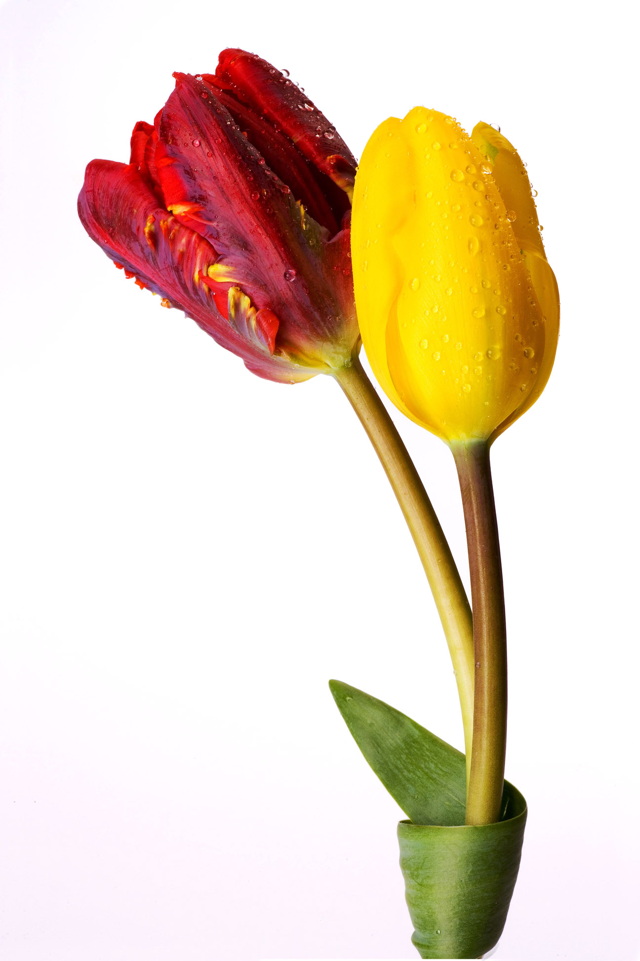 tulips2_0569.jpg