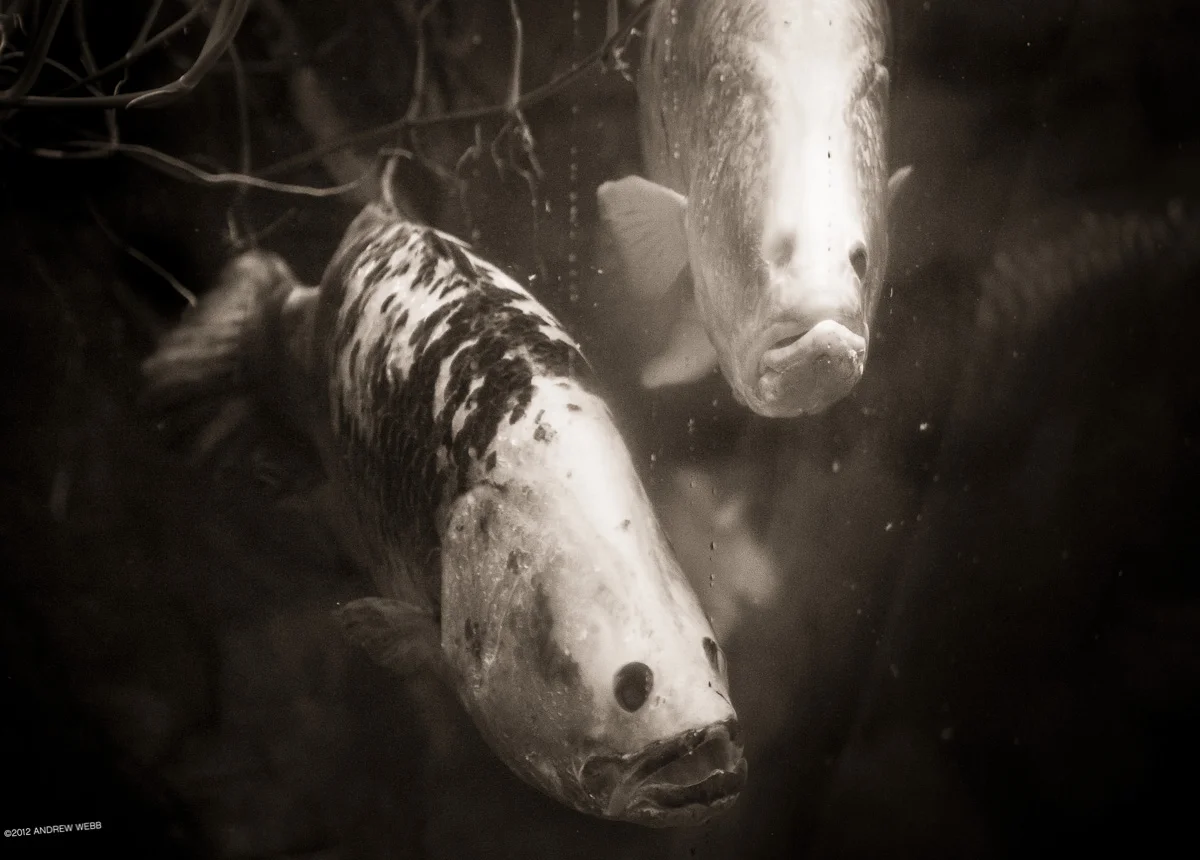ghostfish