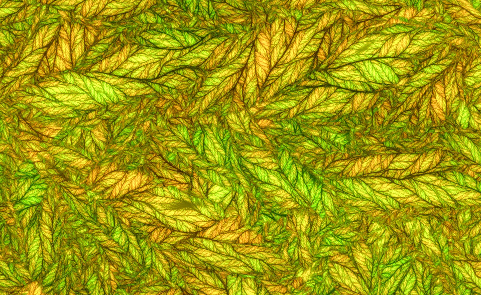 stained_glass_leaves.jpg