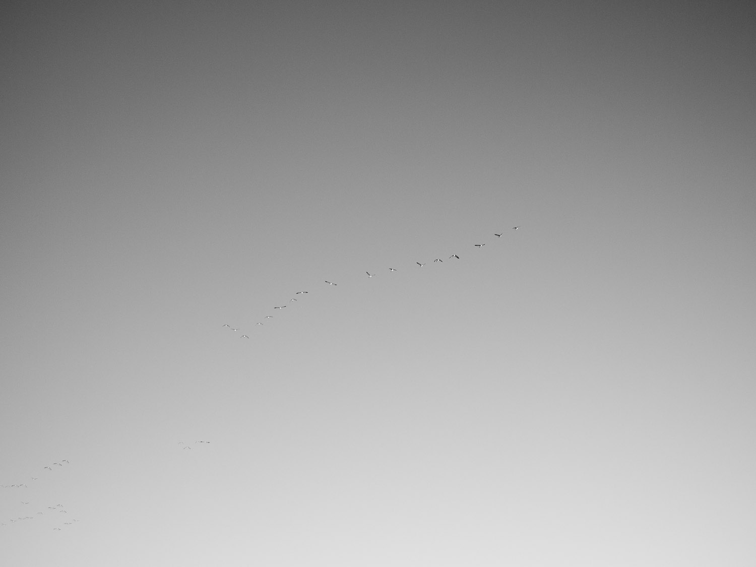 geese