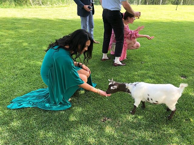 When weddings have baby goats. Pure joy. 🐐❤️