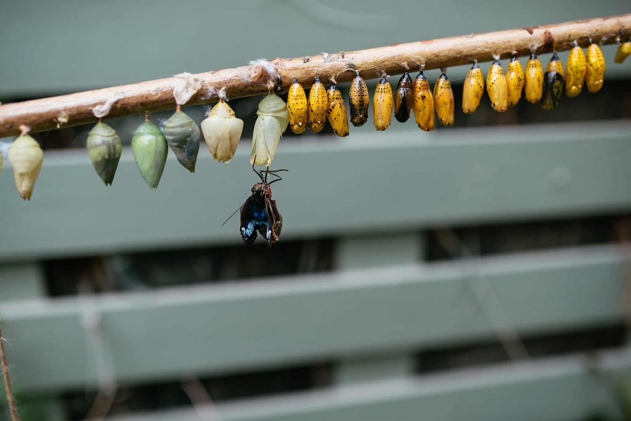 20170509-20170509-DSC06320.jpg