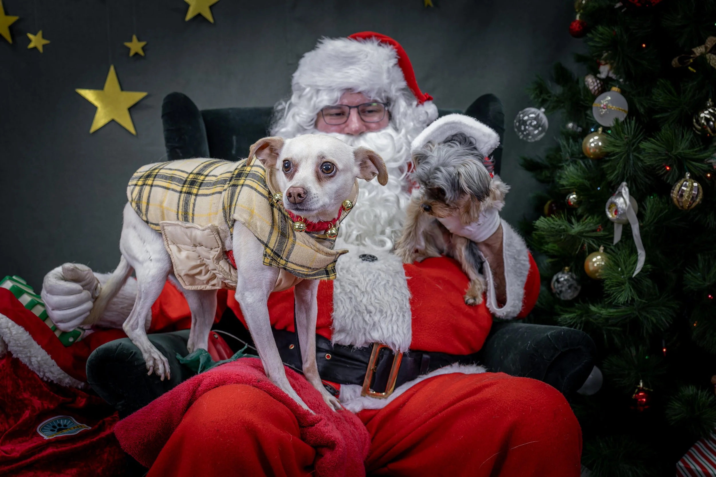120725_PAWTeam_SantaPaws-306.jpg