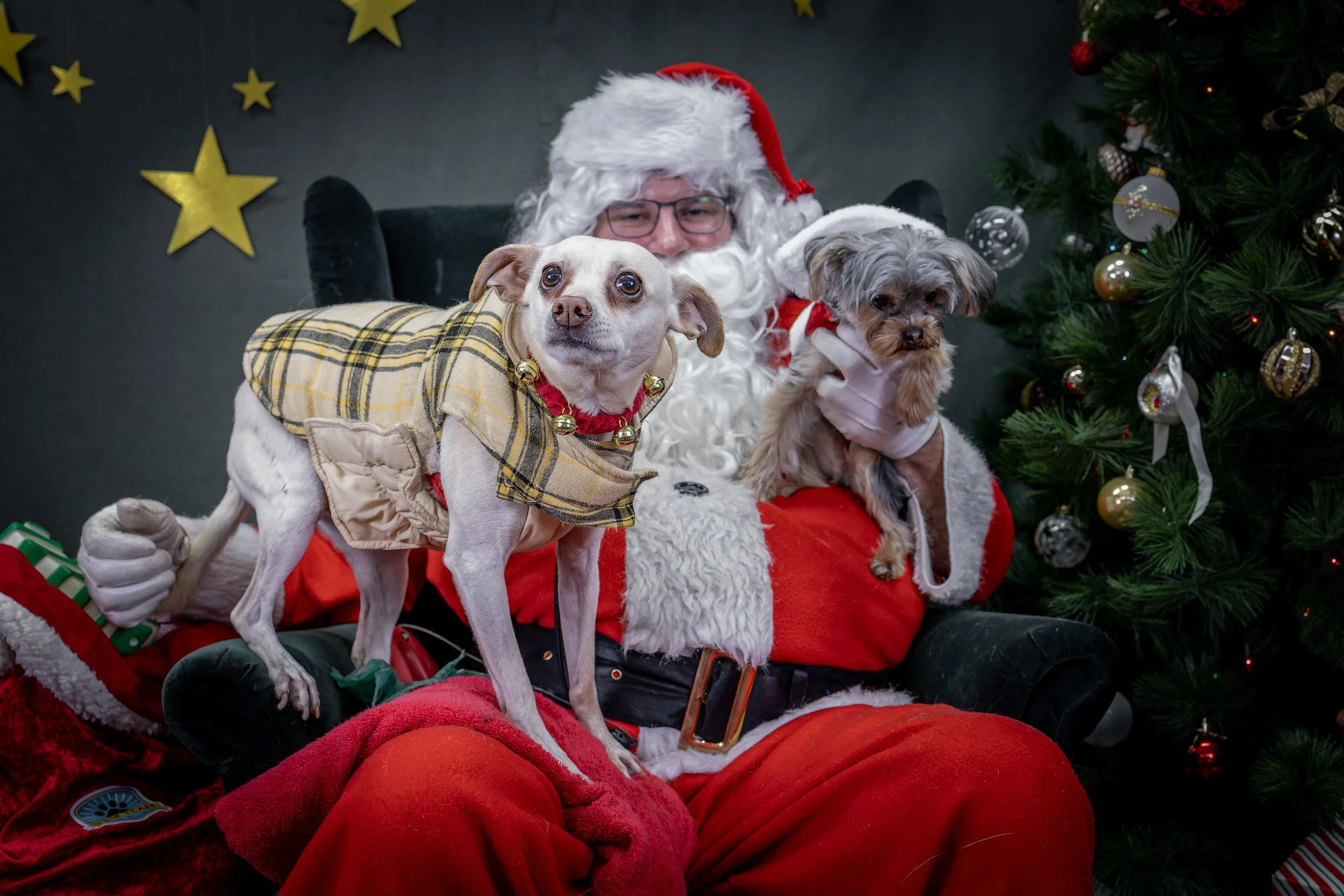 120725_PAWTeam_SantaPaws-307.jpg