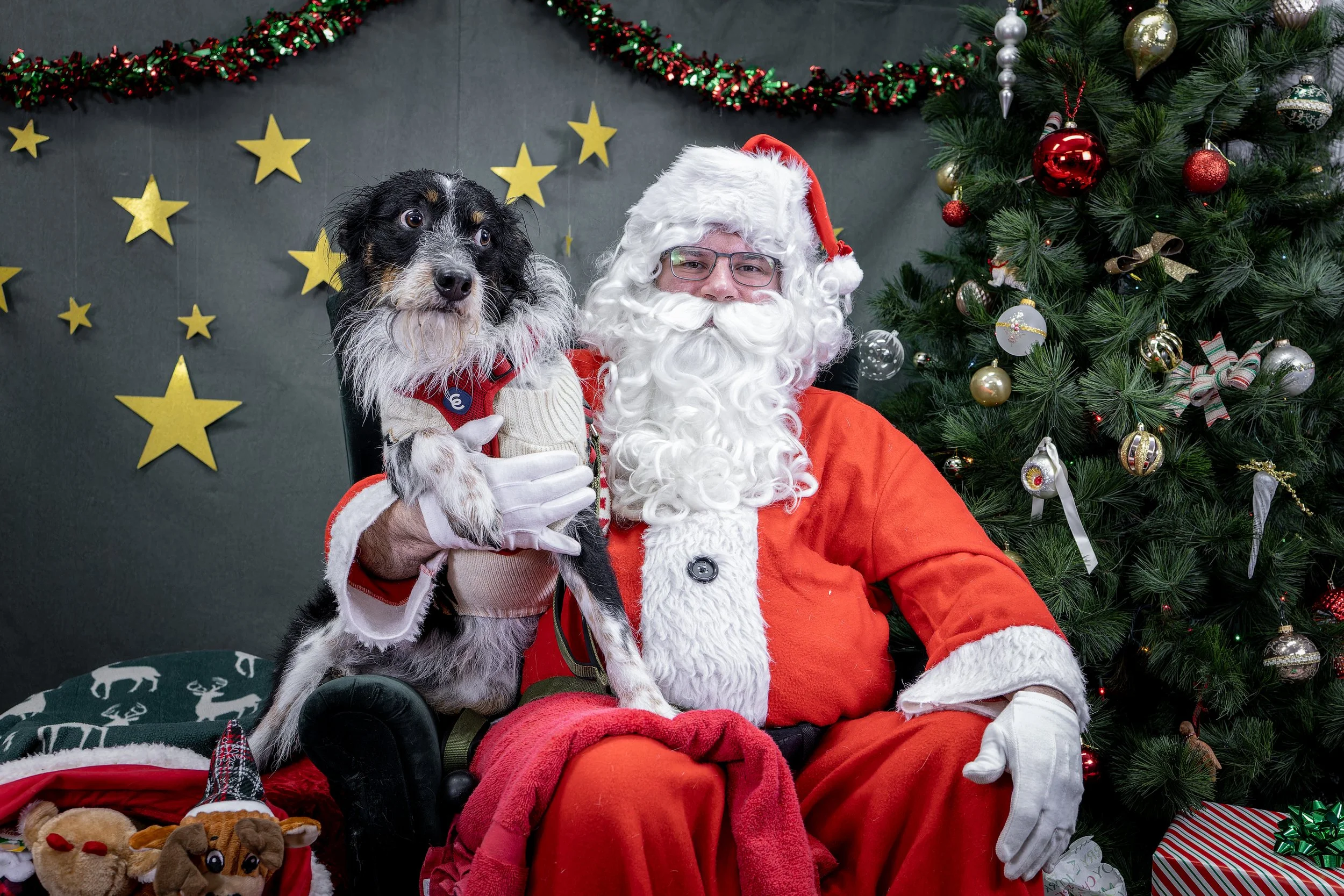 120725_PAWTeam_SantaPaws-062.jpg