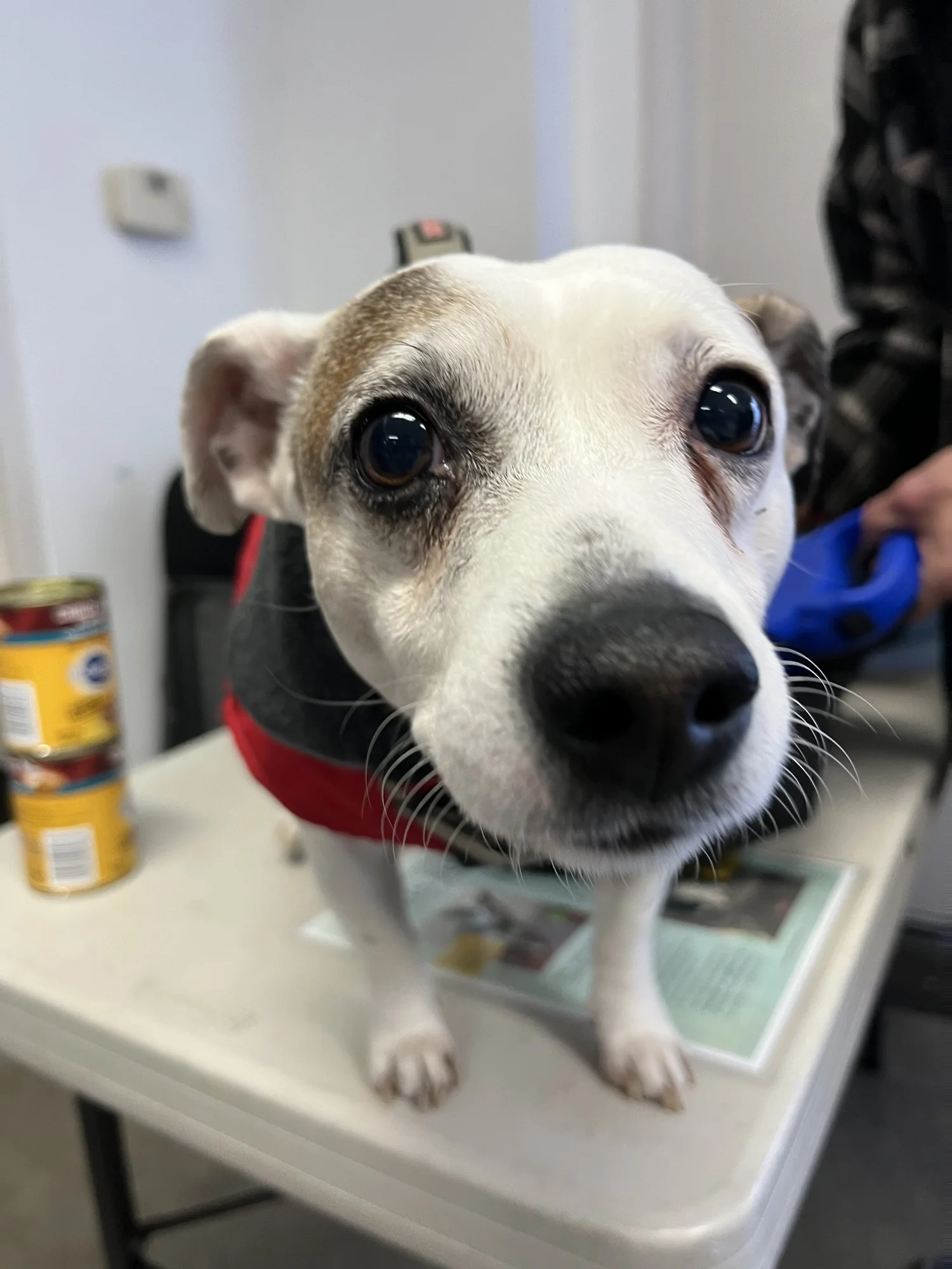 Donate Pet Food & Supplies — Portland Animal Welfare Team