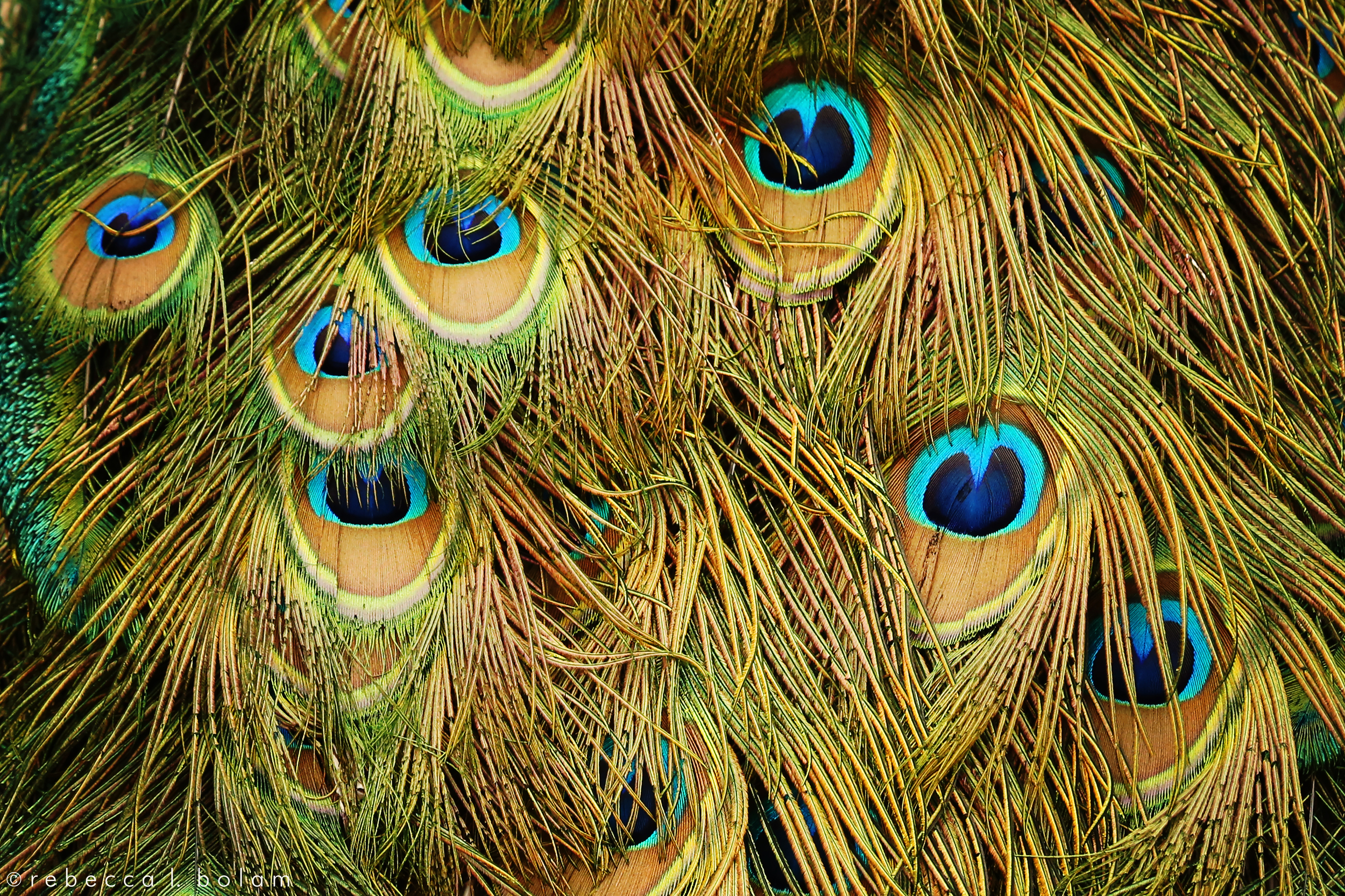 Peacock feathers close up.jpg